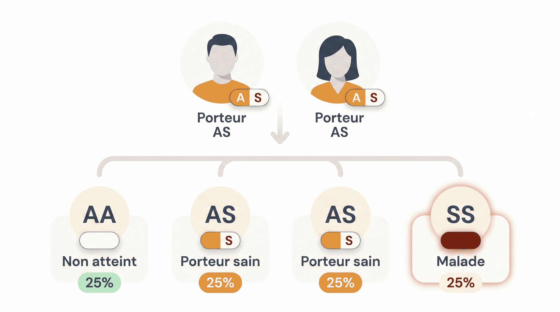 Schéma de transmission génétique de la drépanocytose : deux parents porteurs AS peuvent avoir un enfant non atteint (AA, 25%), deux enfants porteurs sains (AS, 25% chacun) ou un enfant malade (SS, 25%)